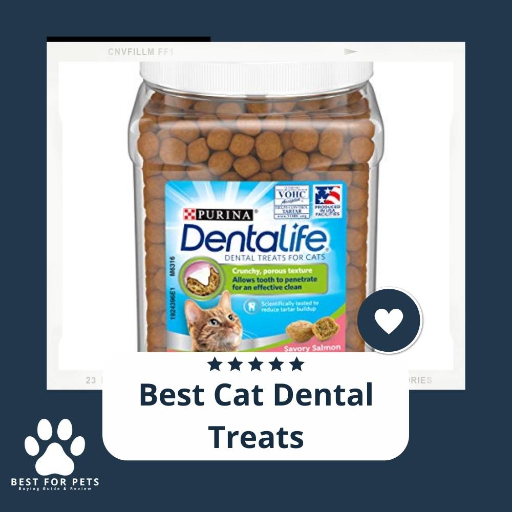 The 11 Best Hypoallergenic Cat Litters