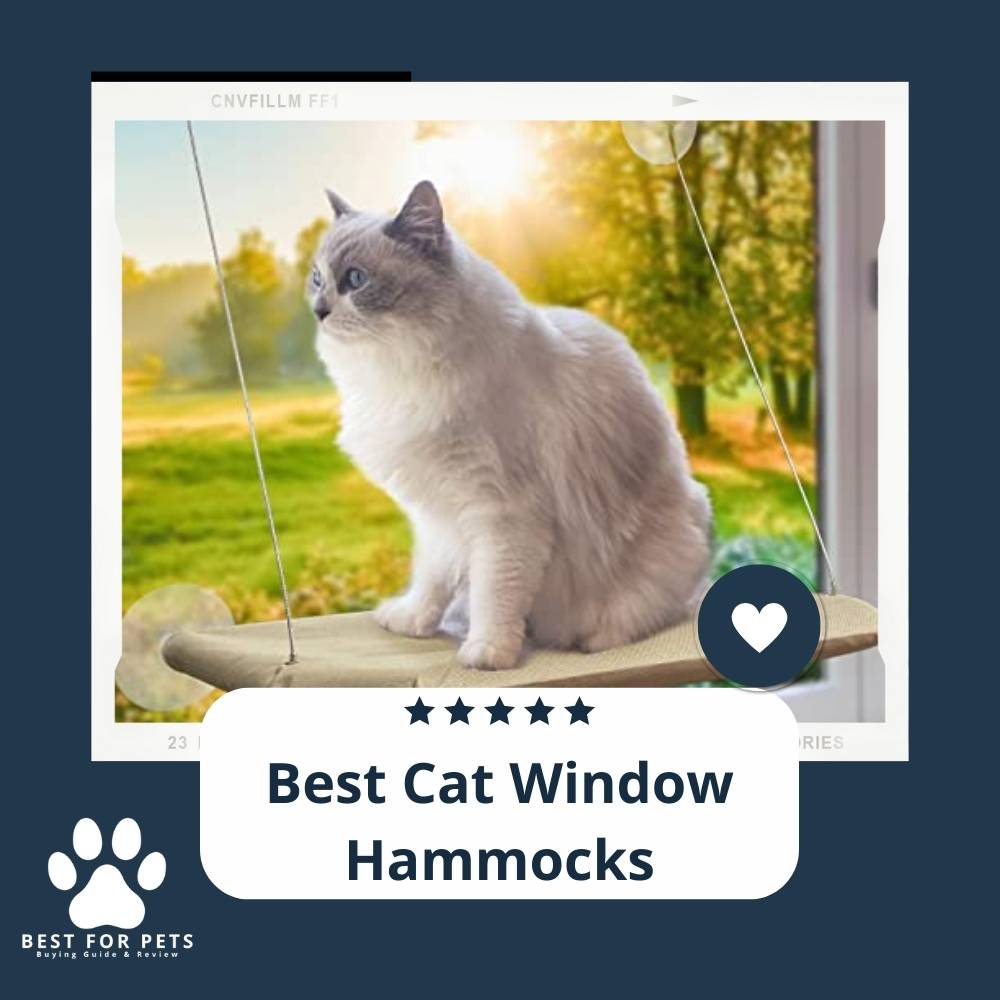 Best Cat Window Hammocks Best For Pets