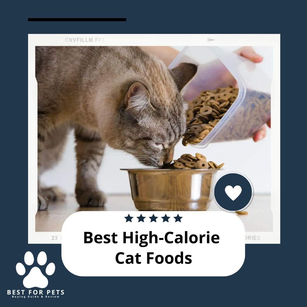 the-9-best-high-calorie-cat-foods