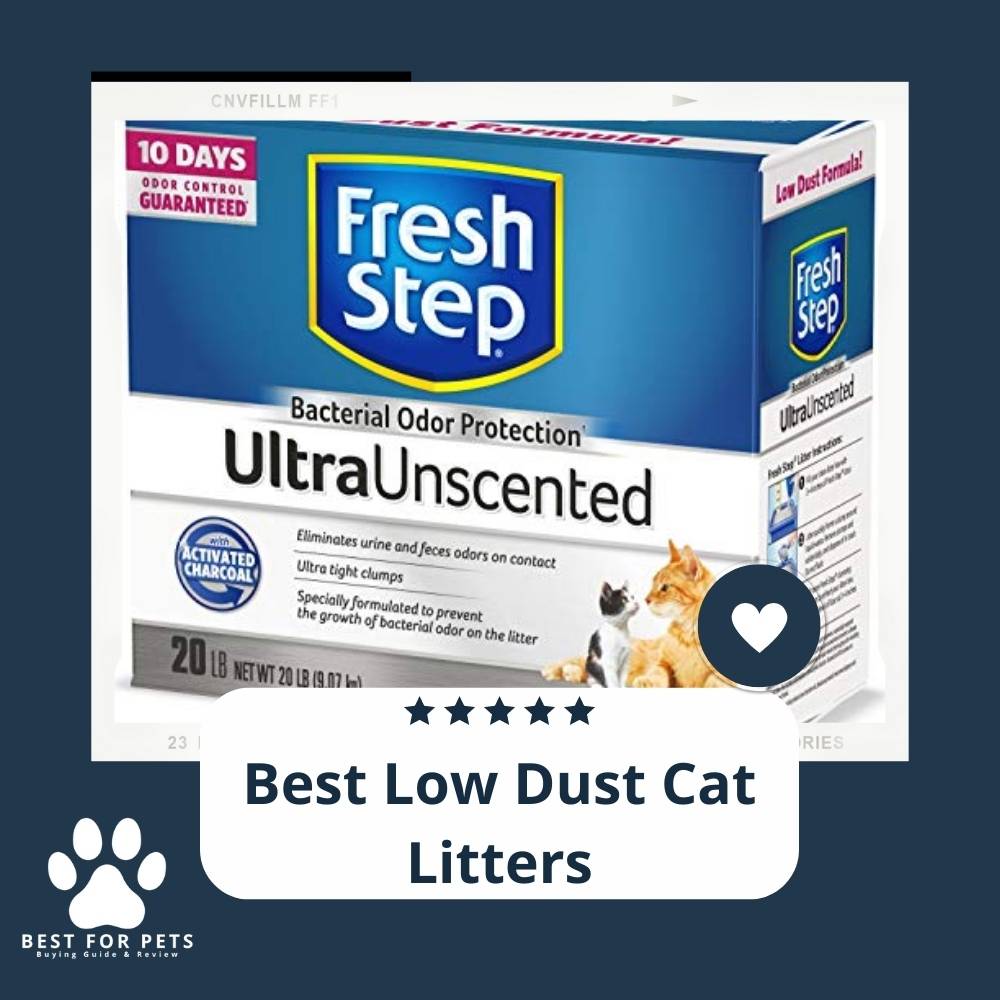 The 11 Best Low Dust Cat Litters