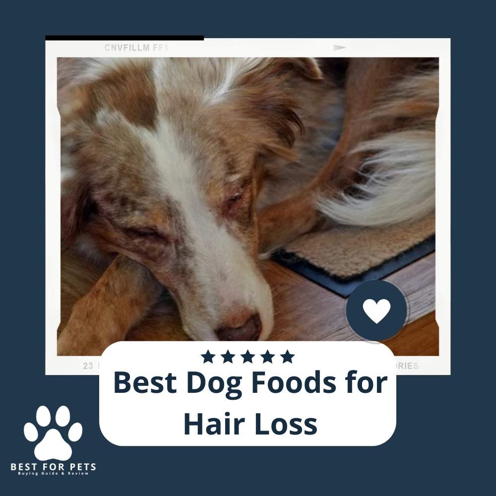 the-6-best-dog-foods-for-hair-loss