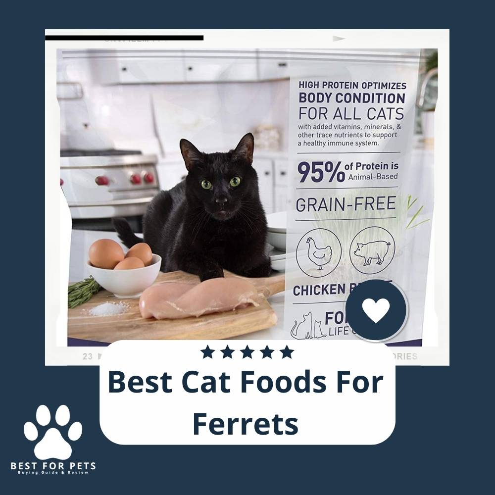 10-best-cat-foods-for-ferrets-reviews-top-picks-bestforpets