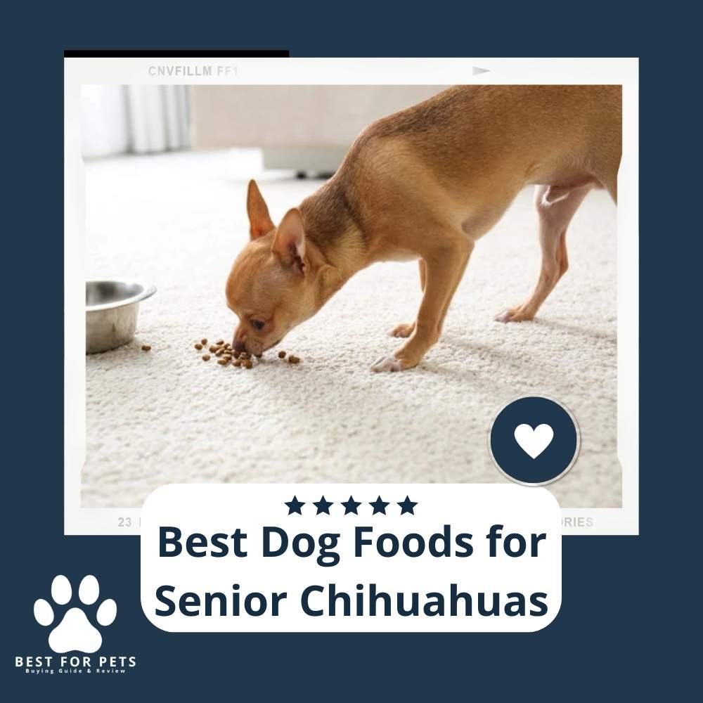 The 12 Best Dog Foods For Senior Chihuahuas