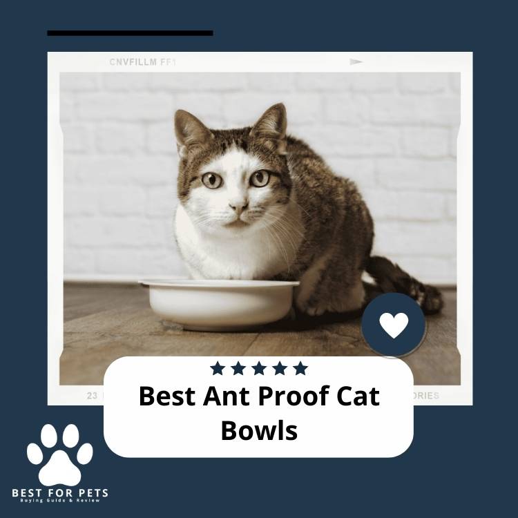 Best Ant Proof Cat Bowls Best For Pets Best Cat Bowls