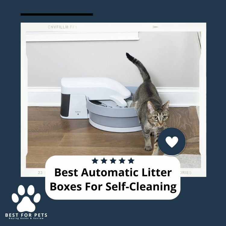 Best Automatic Litter Boxes Self Cleaning for cats In 2024