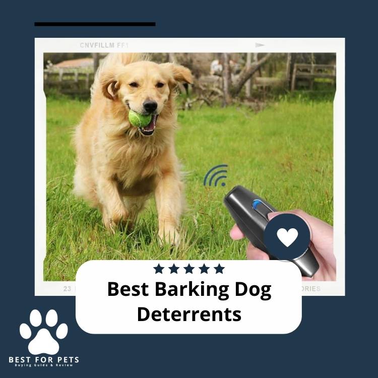 Best Barking Dog Deterrents In 2024 Best For Pets
