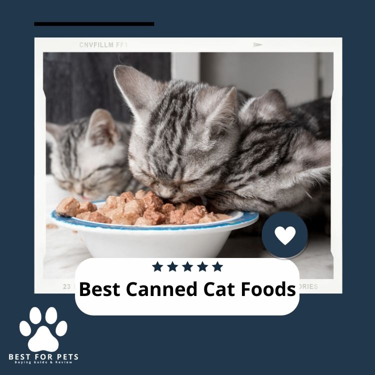 The 7 Best Canned Cat Foods In 2024