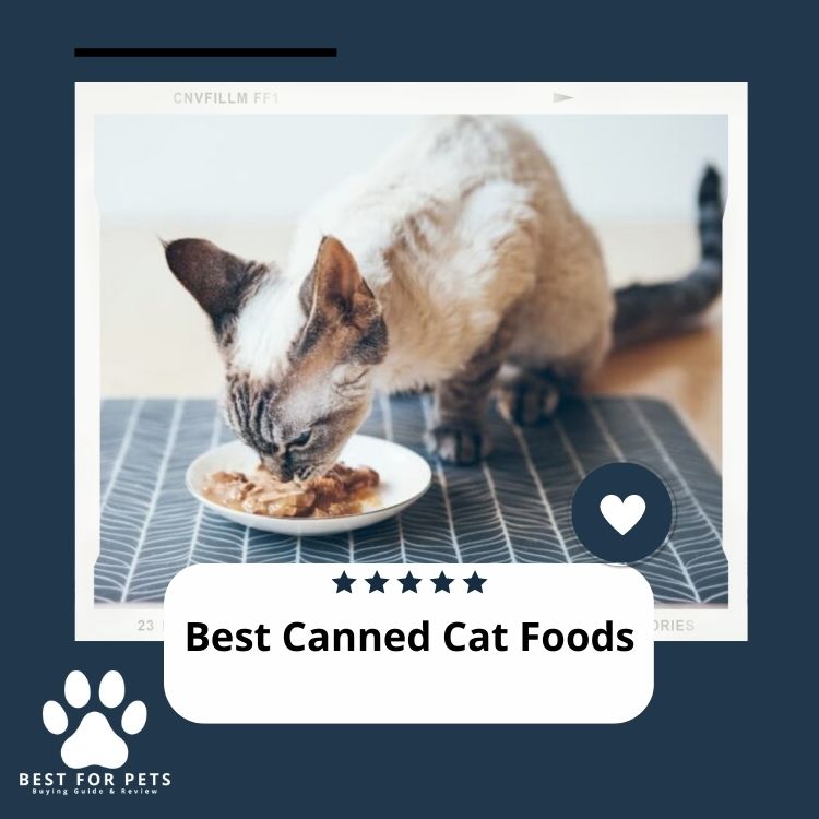 Best Canned Cat Foods - The 12 Best Canned Cat Foods In 2023