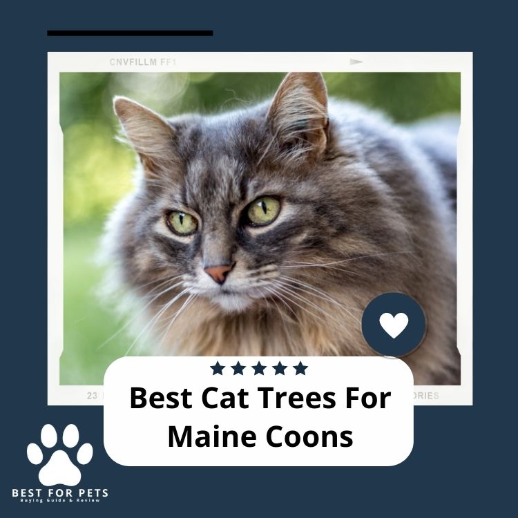 The 7 Best Cat Trees For Maine Coons