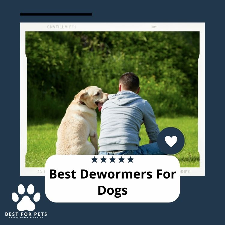 The 6 Best Dewormers For Dogs In 2024 BestForPets Org   Best Dewormers For Dogs 