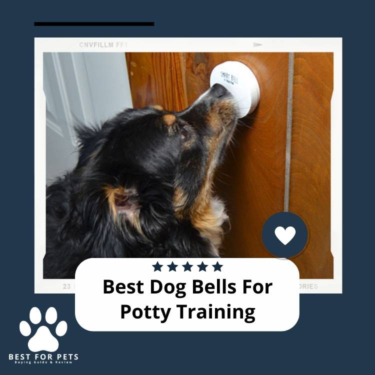 The 8 Best Dog Bells For Potty Training BestForPets