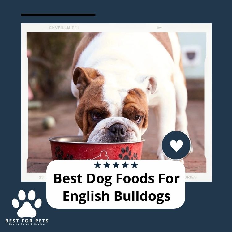 The 6 Best Dog Foods For English Bulldogs in 2024