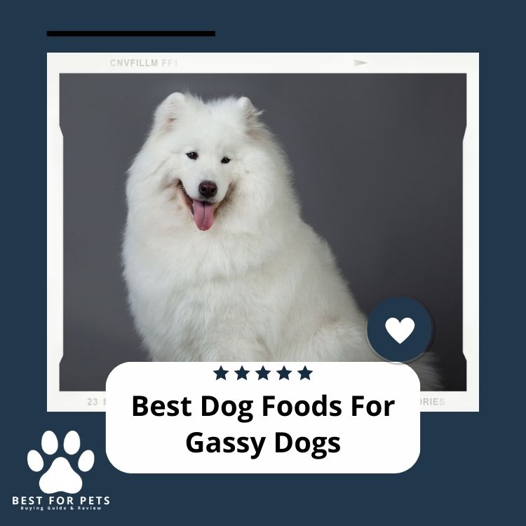 The 8 Best Dog Foods For Gassy Dogs in 2024
