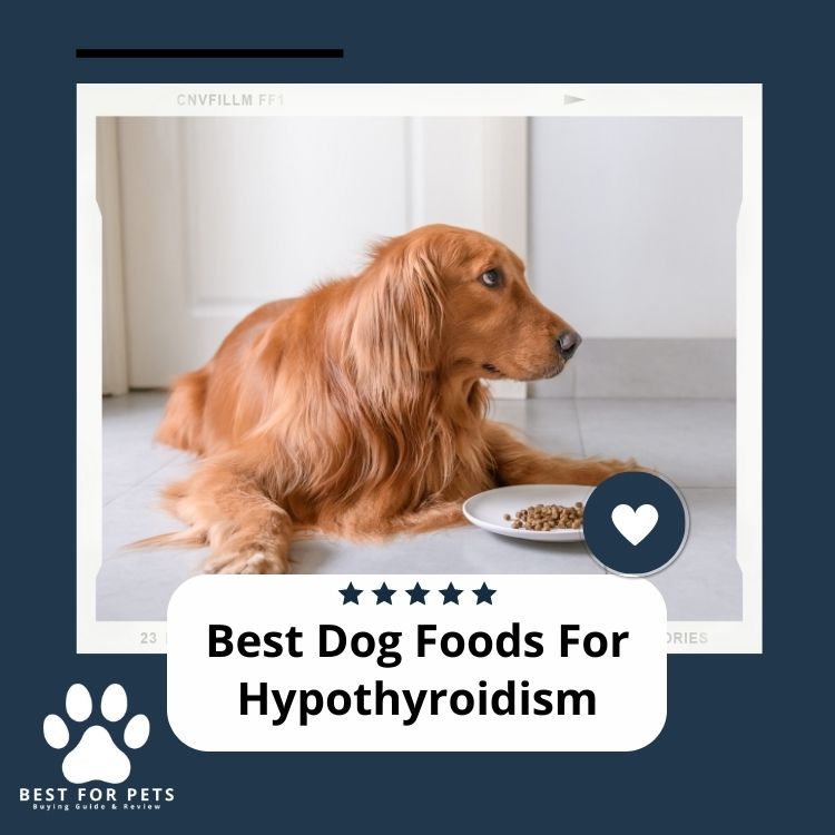The 9 Best Dog Foods For Hypothyroidism In 2024