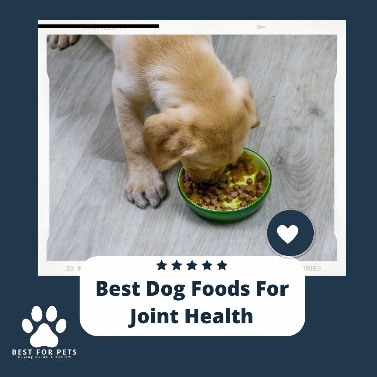 The 8 Best Dog Foods For Joint Health 2024