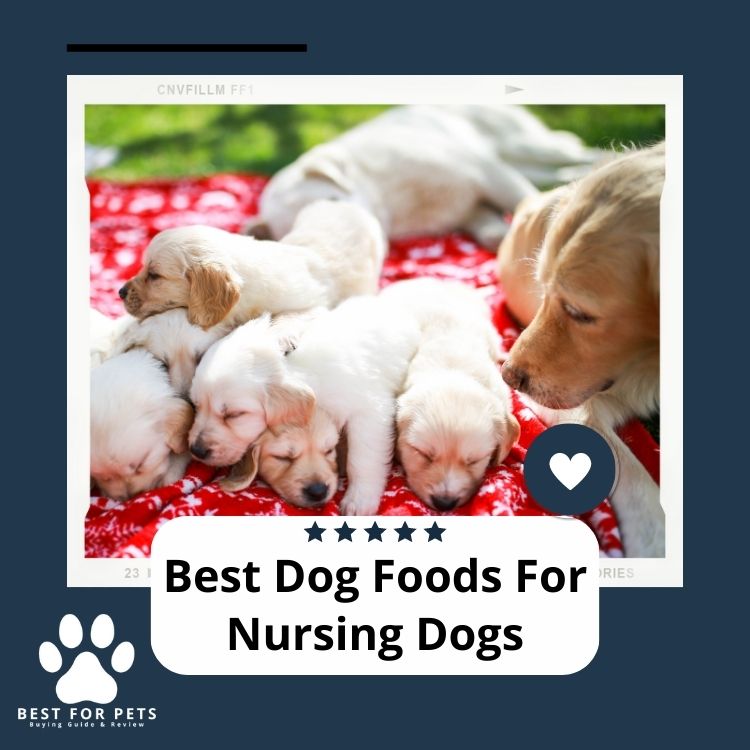 The 11 Best Dog Foods For Nursing Dogs in 2024