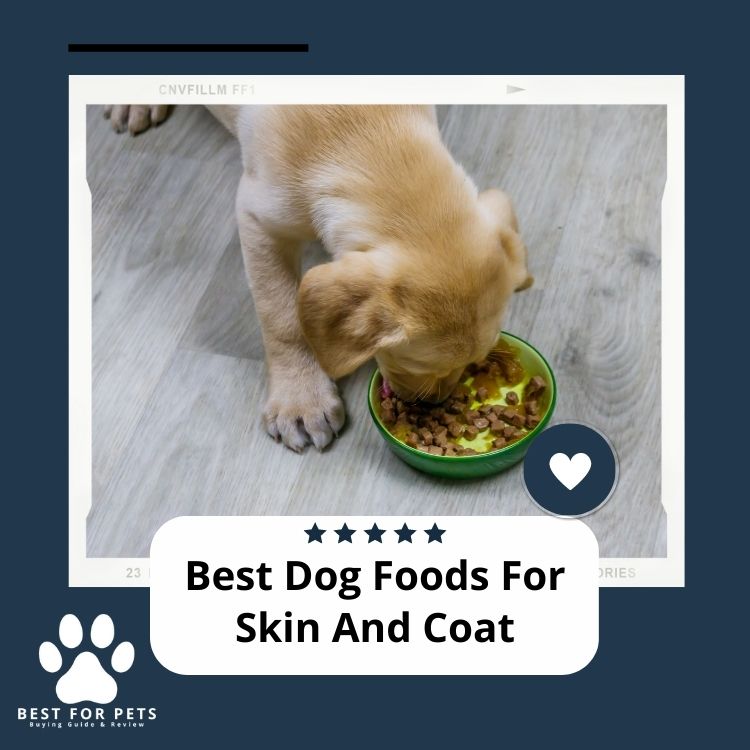 The 9 Best Dog Foods For Skin And Coat in 2023
