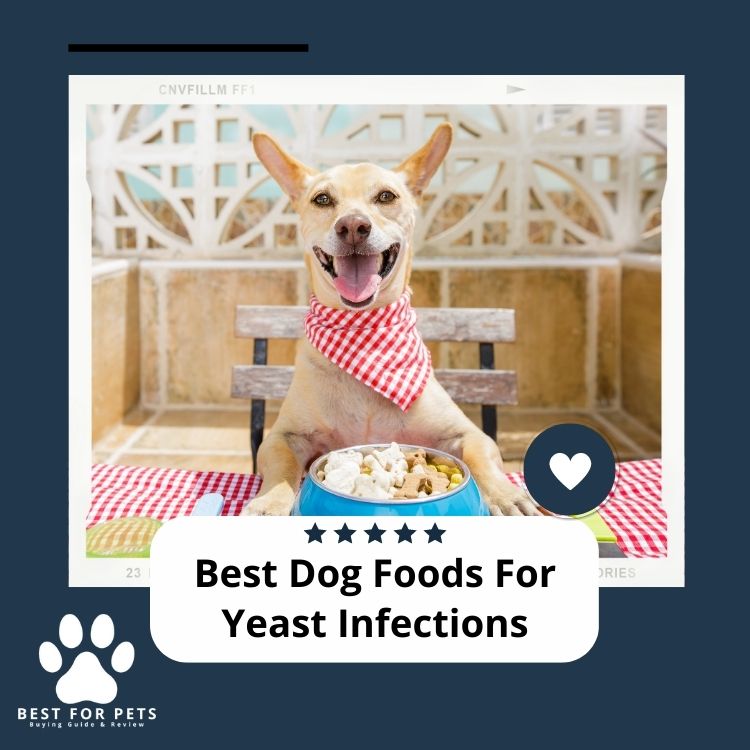 The 8 Best Dog Foods For Yeast Infections in 2024