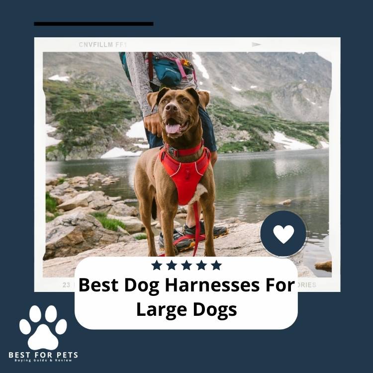 The 15 Best Dog Harnesses For Large Dogs BestForPets