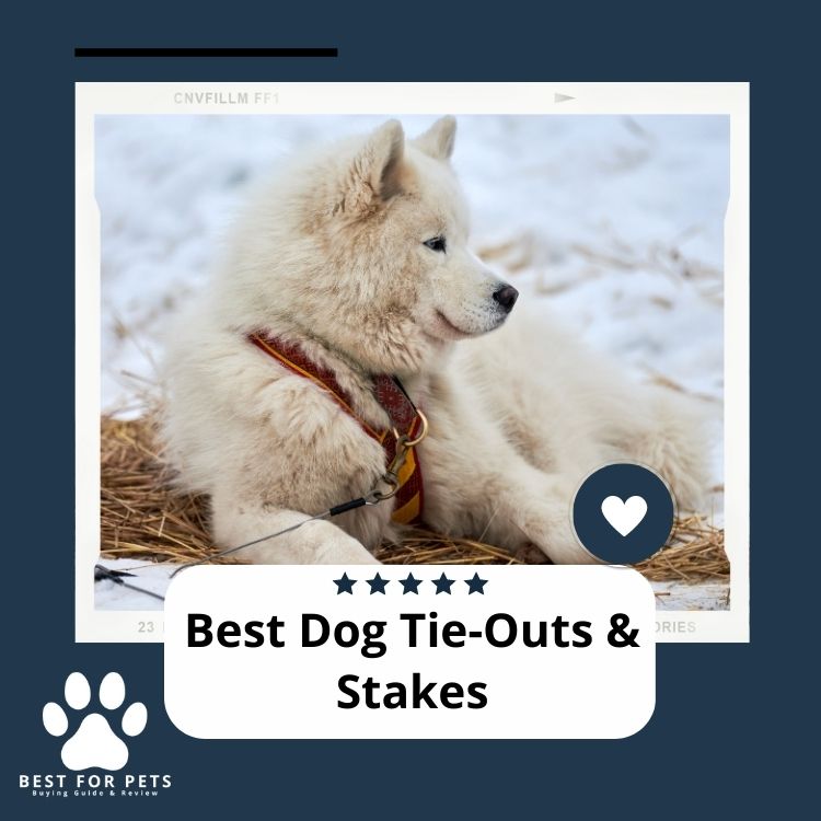 The 10 Best Dog Tie Outs & Stakes In 2024