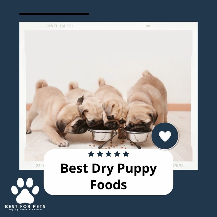 The 11 Best Dry Puppy Foods in 2024