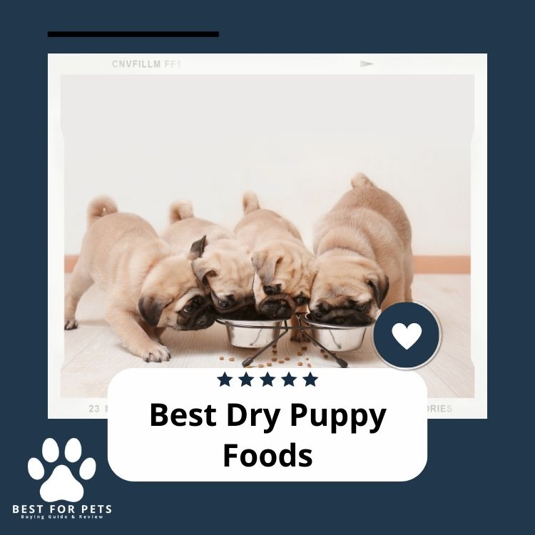 Best Dry Puppy Food 2024 Abby Raychel