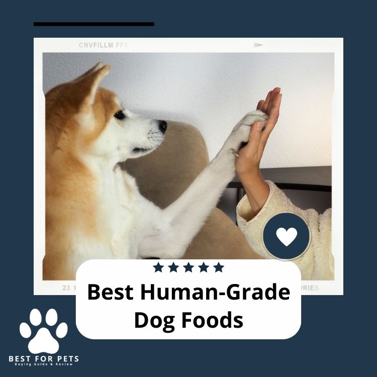 The 9 Best HumanGrade Dog Foods Best For Pets