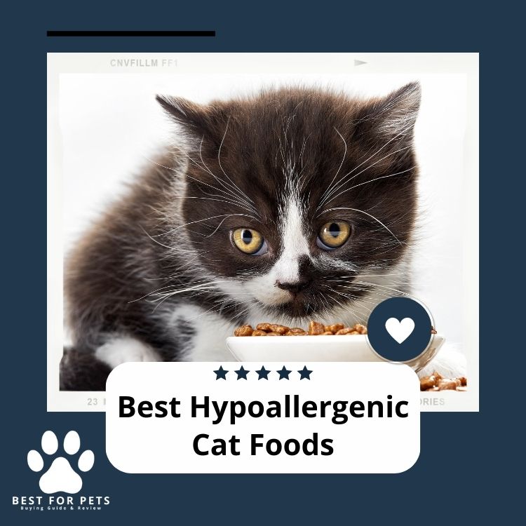 Best Hypoallergenic Cats Foods Best For Pets