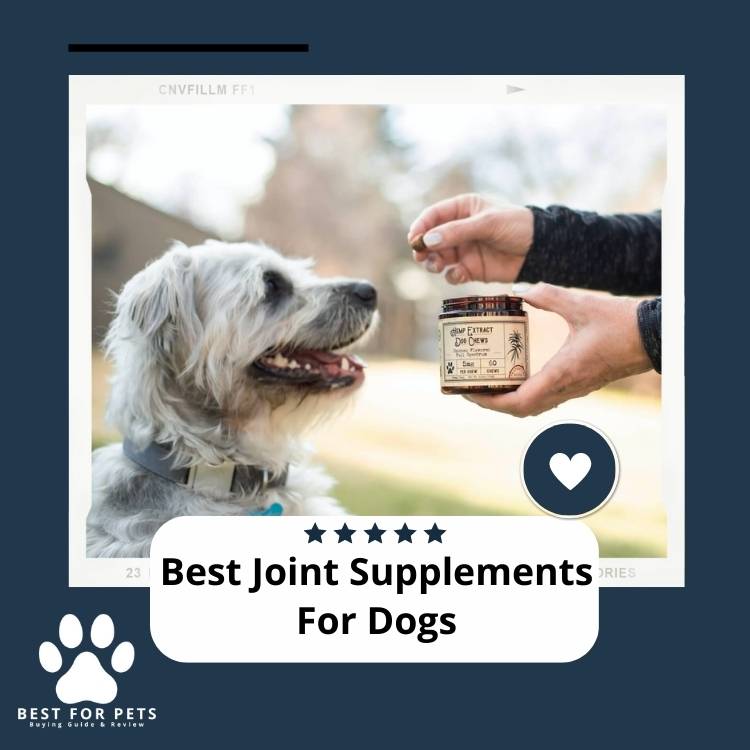 Best Joint Supplements For Dogs In 2024 BestForPets