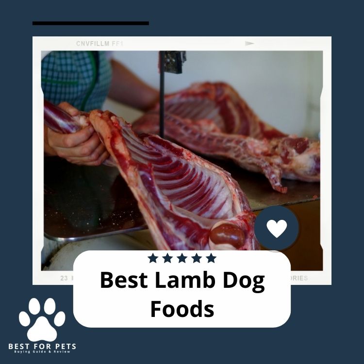 The 10 Best Lamb Dog Foods in 2024