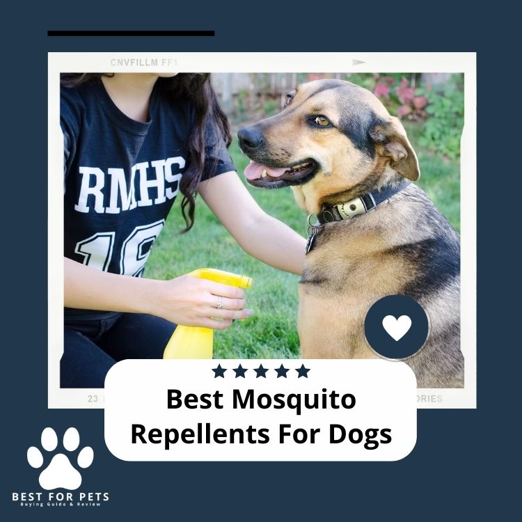 The 10 Best Mosquito Repellents For Dogs In 2024 BestForPets Org   Best Mosquito Repellents For Dogs 