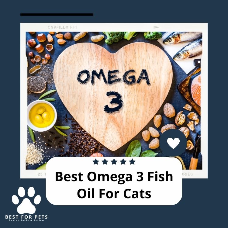 The 9 Best Omega 3 Fish Oil For Cats