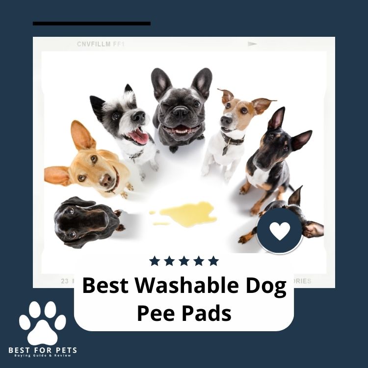 The 7 Best Washable Dog Pee Pads in 2024