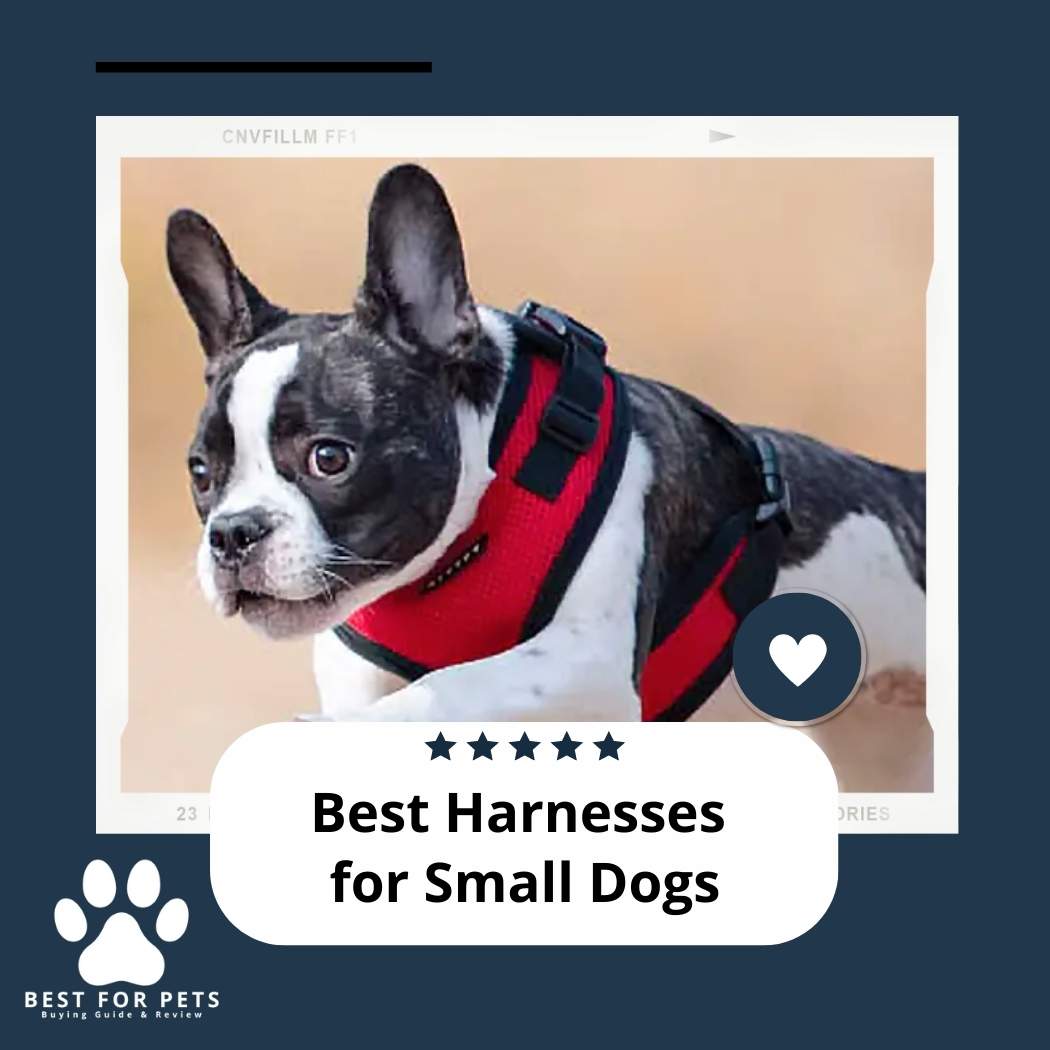 The 10 Best Harnesses For Small Dogs