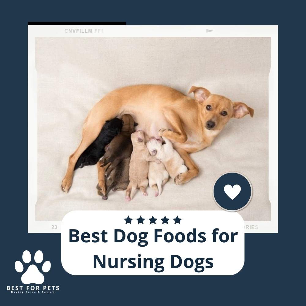 the-8-best-dog-foods-for-nursing-dogs