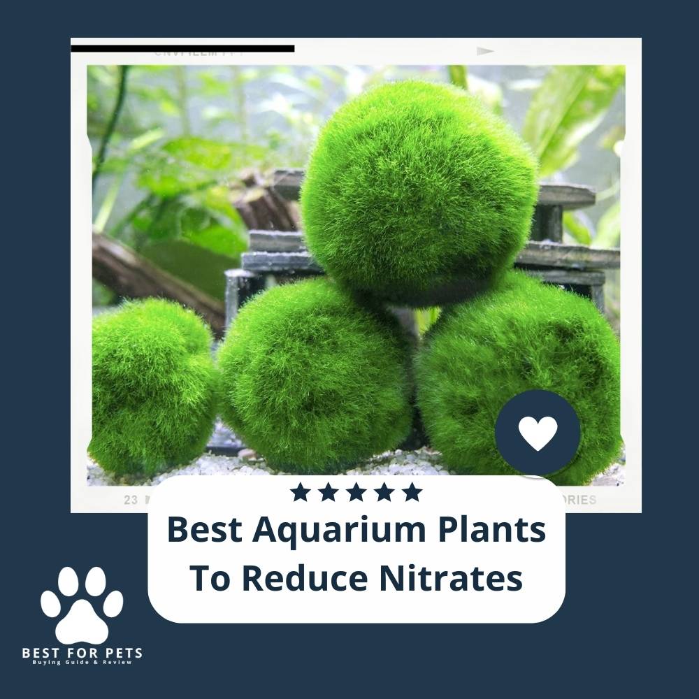 The 11 Best Aquarium Plants To Reduce Nitrates