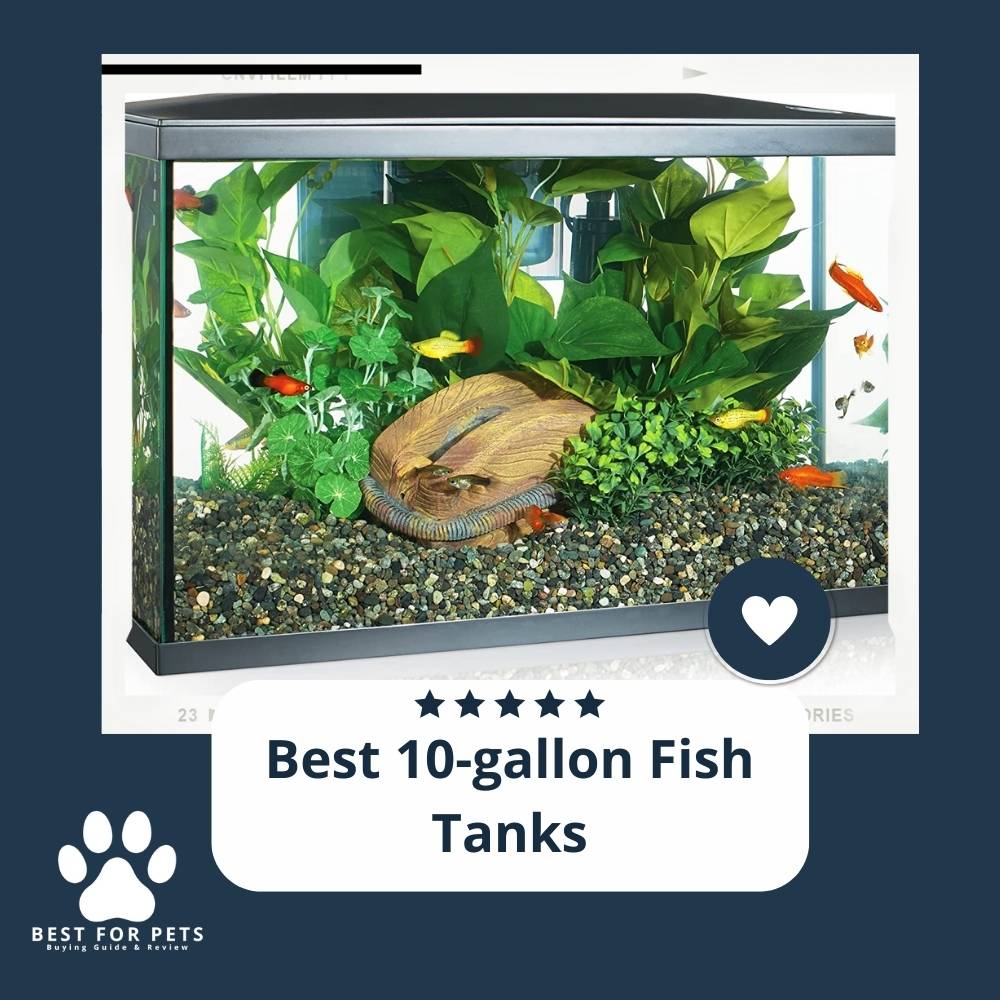 The 9 Best 10Gallon Fish Tanks