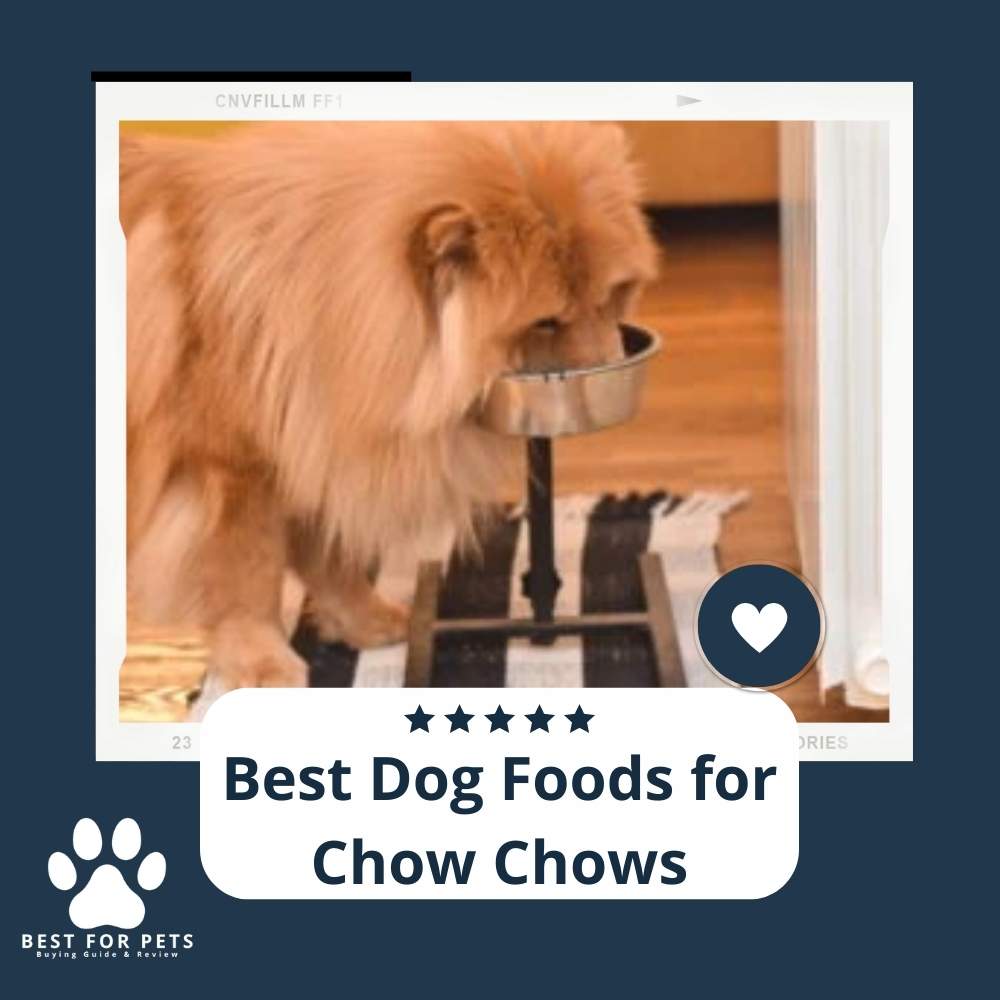 The 8 Best Dog Foods For Chow Chows