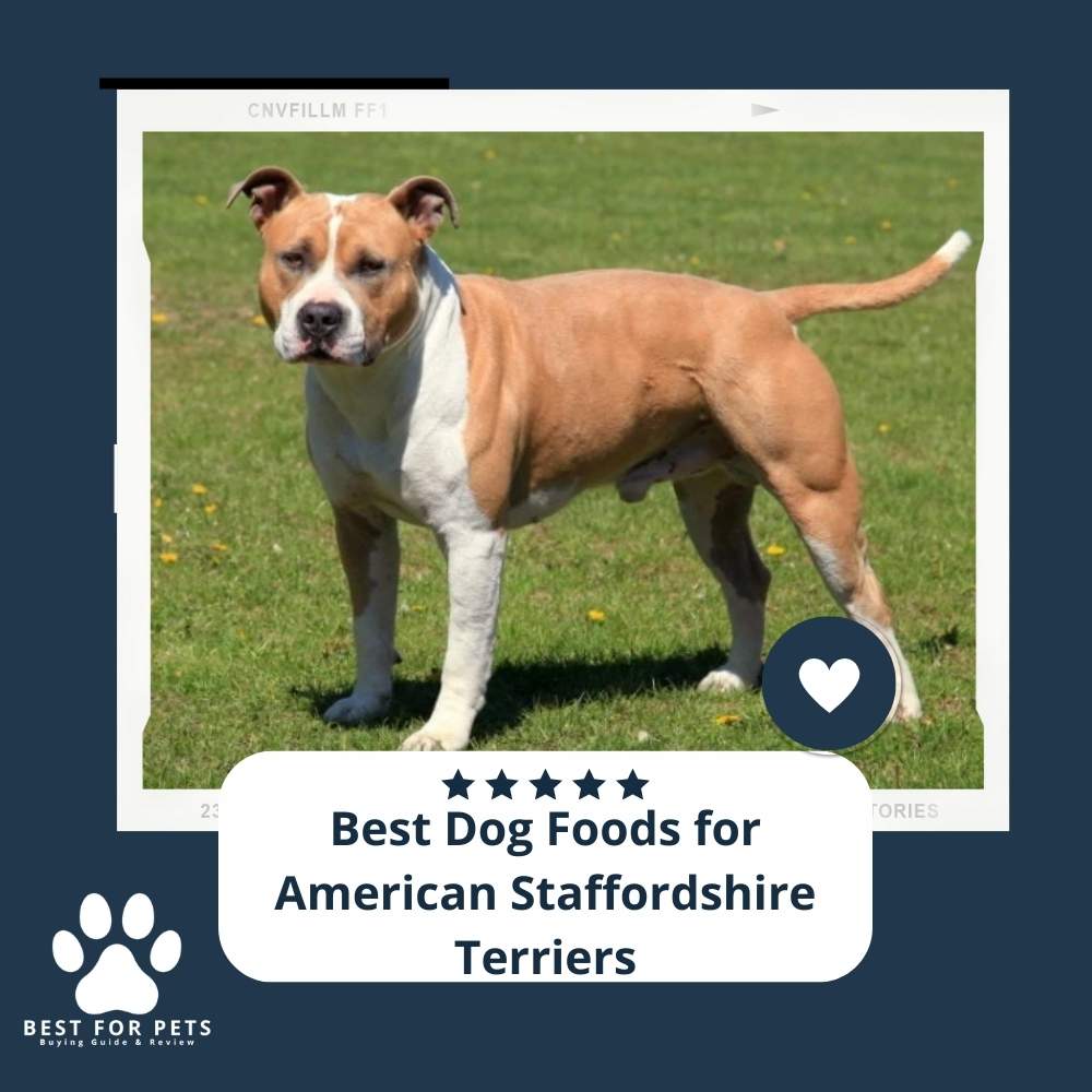 Best Dry Food For Staffordshire Bull Terrier The 10 Best Dog Foods For American Staffordshire Terriers