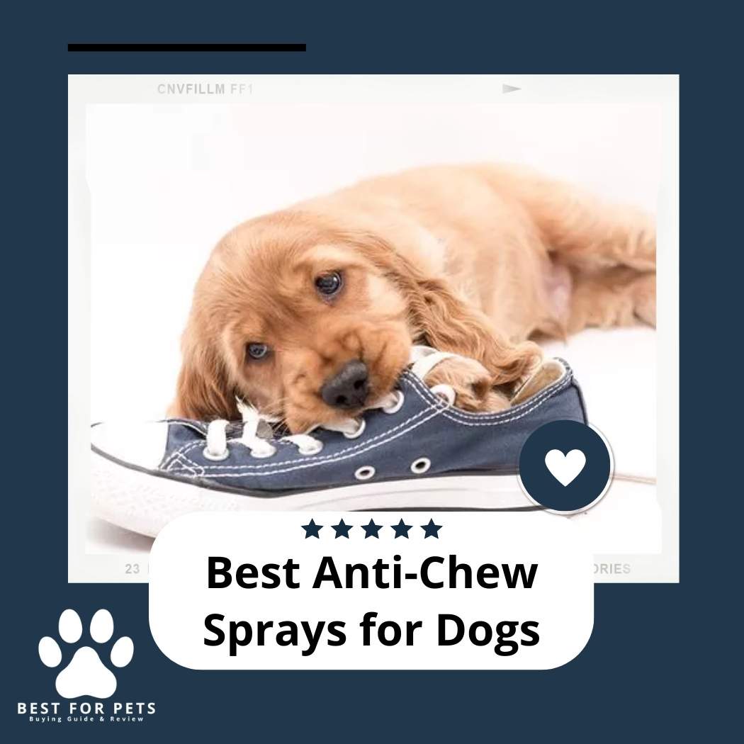The 10 Best AntiChew Sprays For Dogs