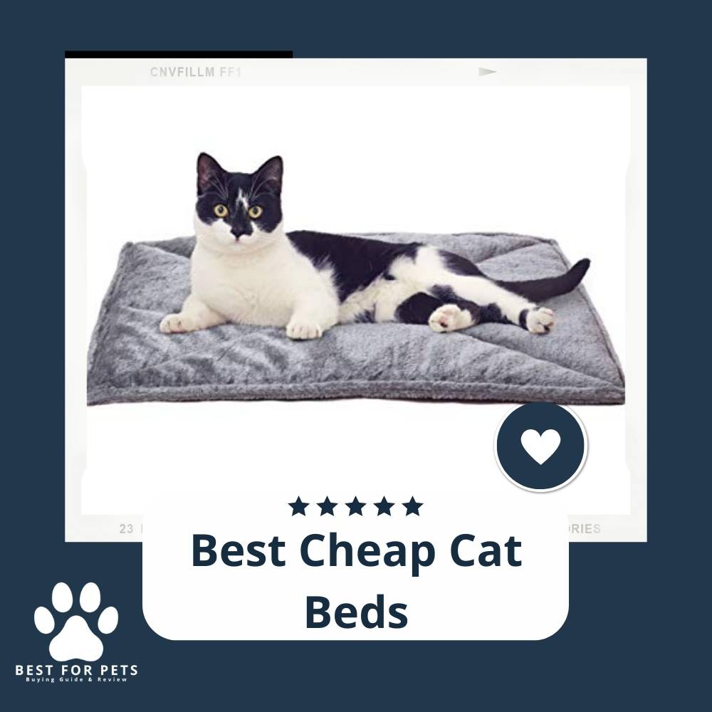 15 Best ChickenFree Cat Foods In 2023
