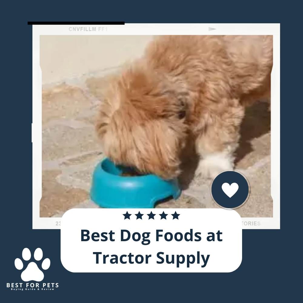 best dog foods at tractor supply