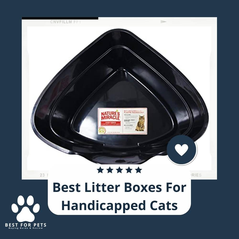 11 Best Litter Boxes For Handicapped Cats