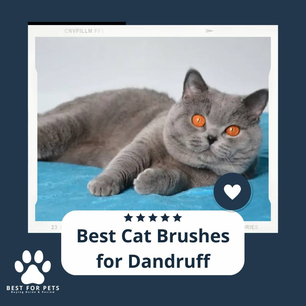 15 Best Cat Brushes For Dandruff In 2023