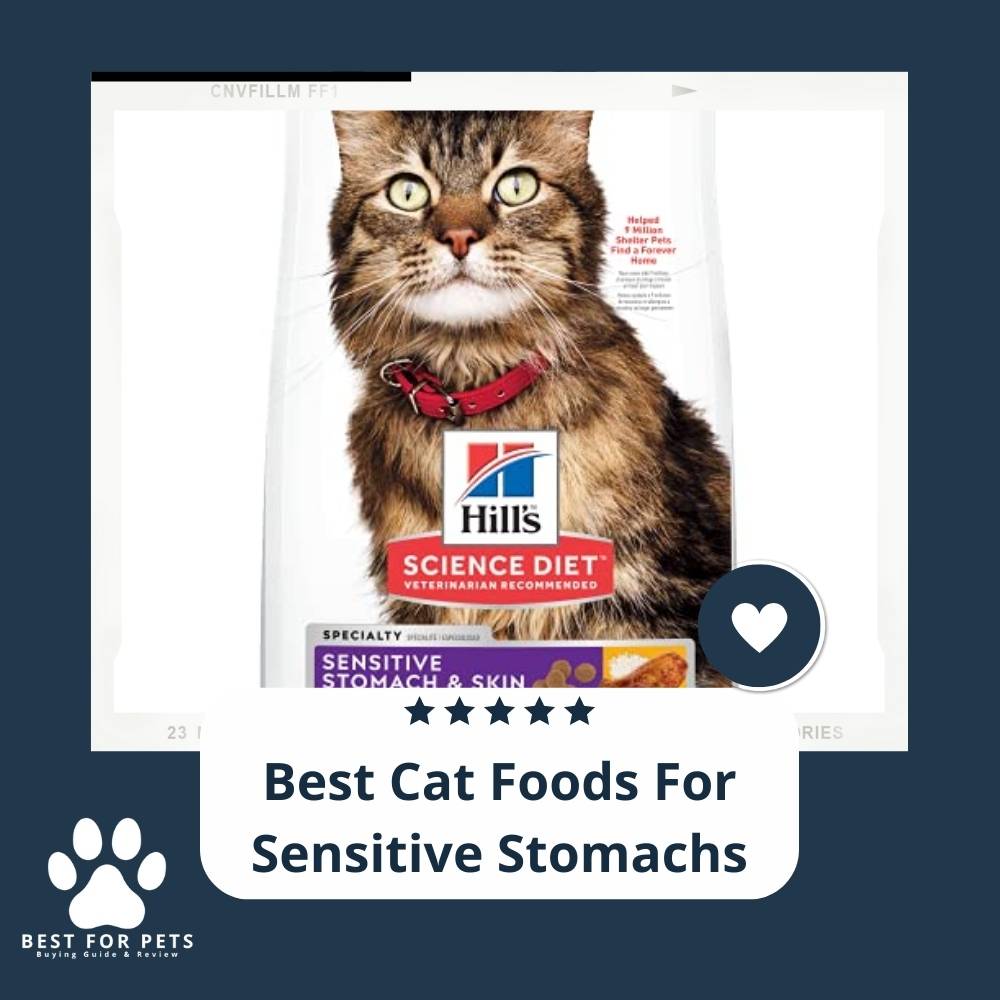 The 12 Best Cat Foods For Sensitive Stomachs - BestForPets.org