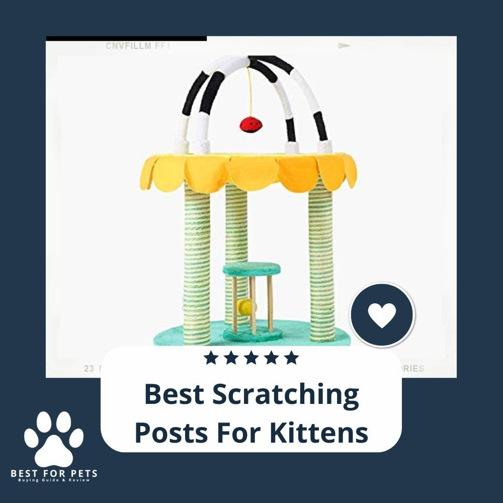 How To Buy The Best Scratching Posts For Kittens
