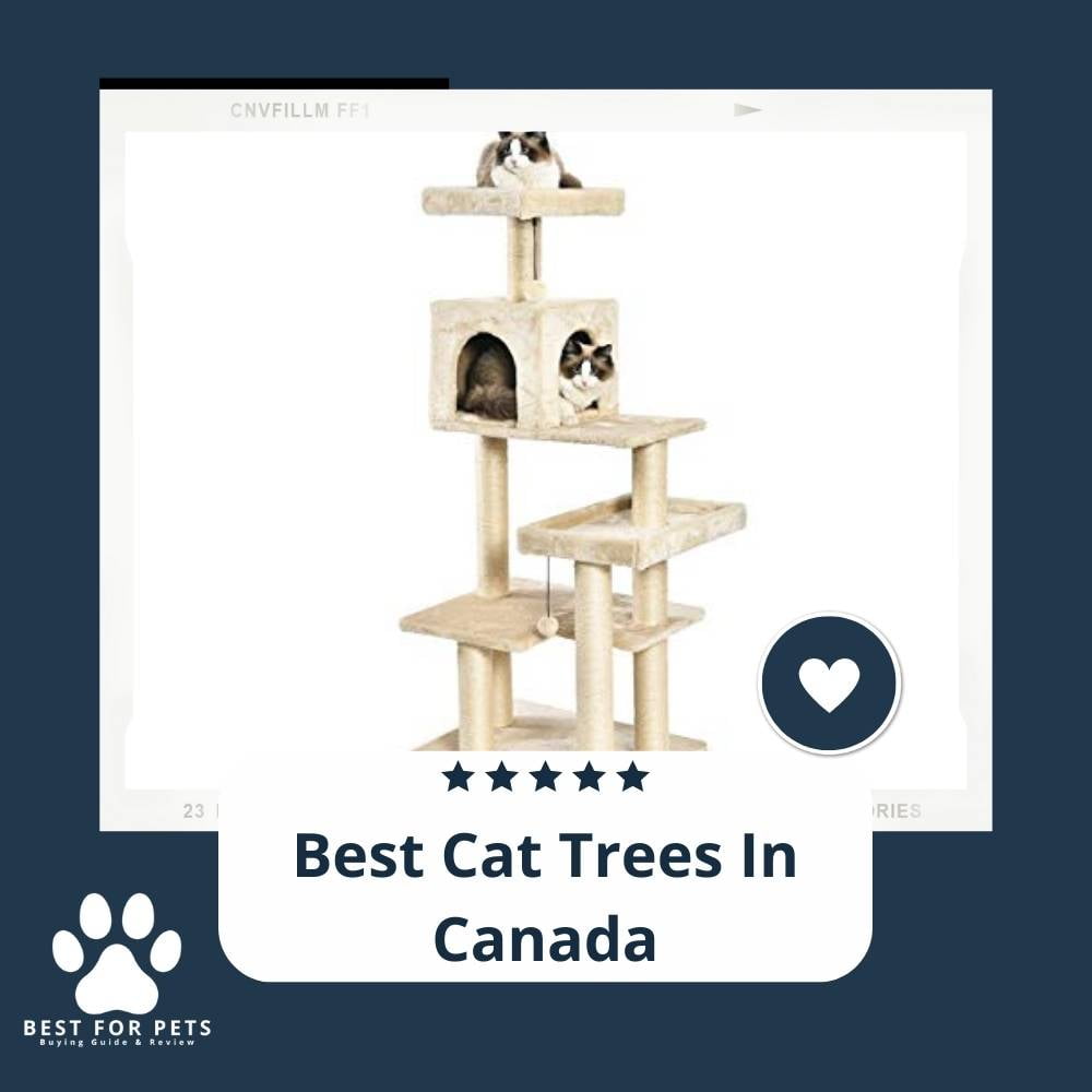 The 14 Best Cat Trees In Canada