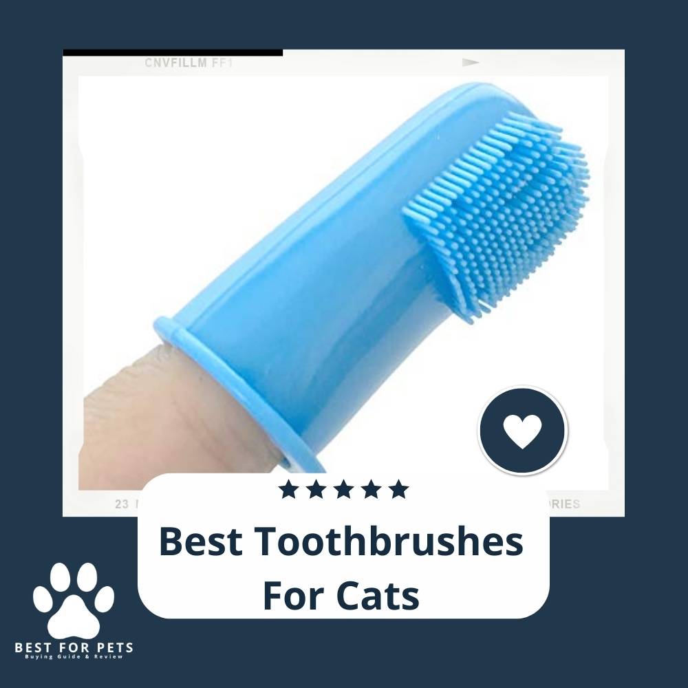 The 8 Best Toothbrushes For Cats