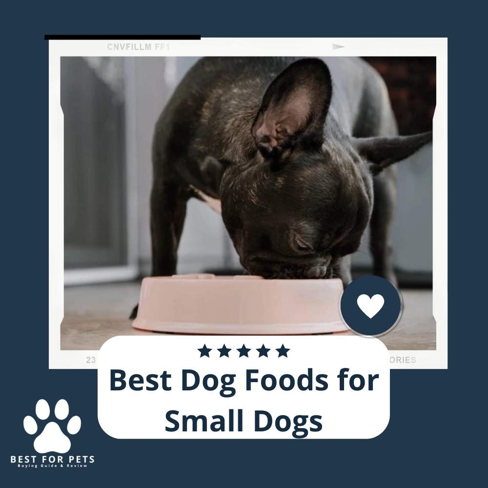 The 10 Best Dog Foods For Small Dogs