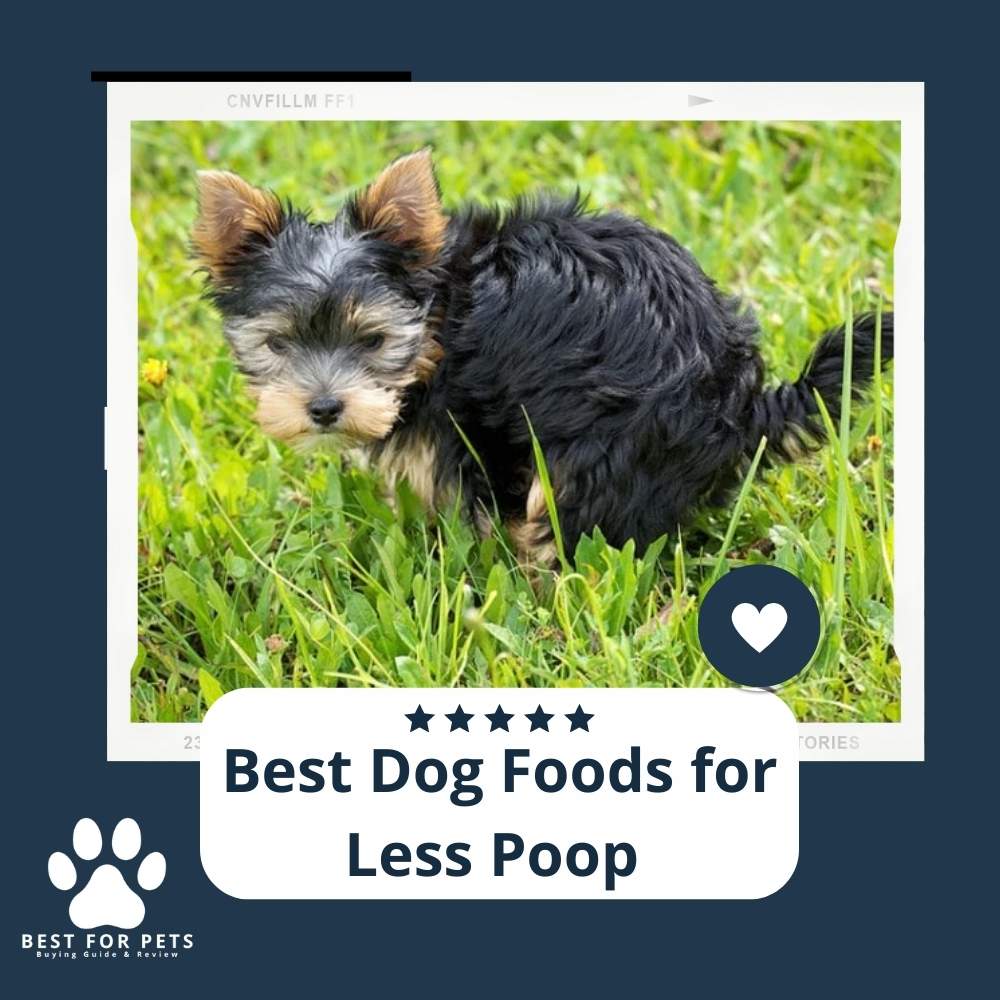 the-12-best-dog-foods-for-less-poop